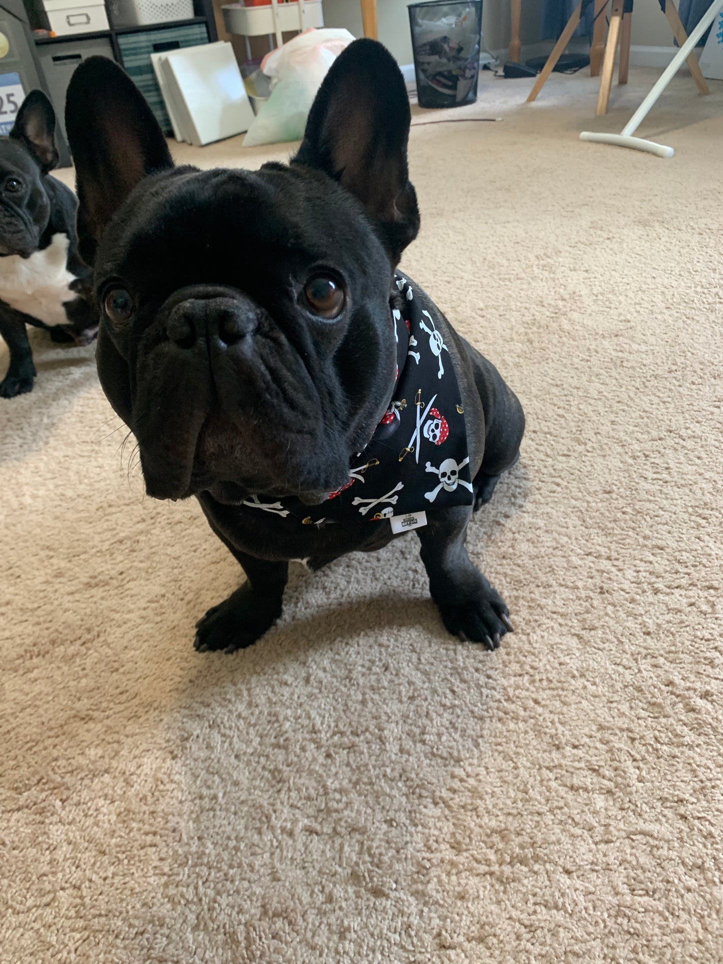 SALE - Pirates on Black - Pet Bandana