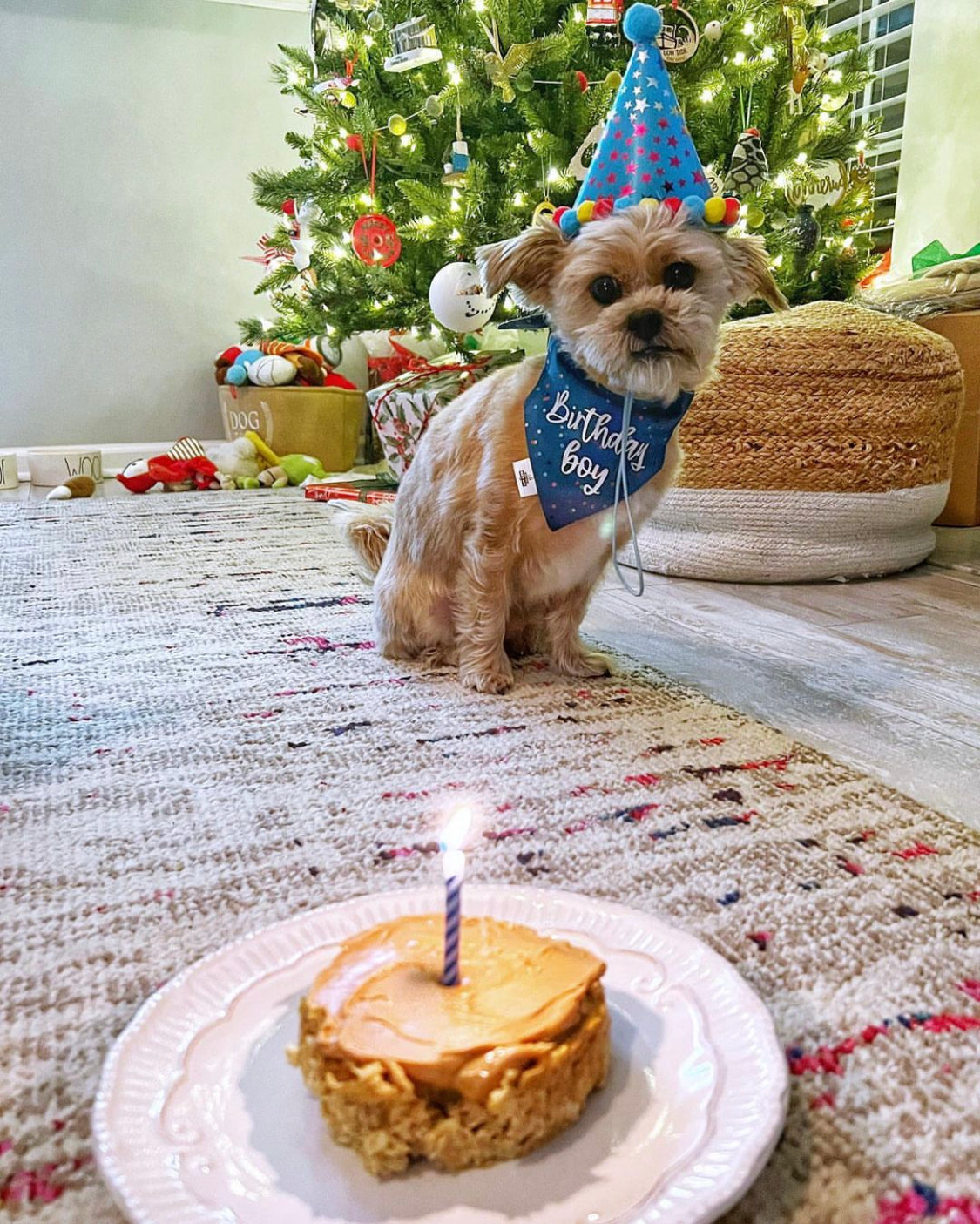 Birthday Boy - Pet Bandana