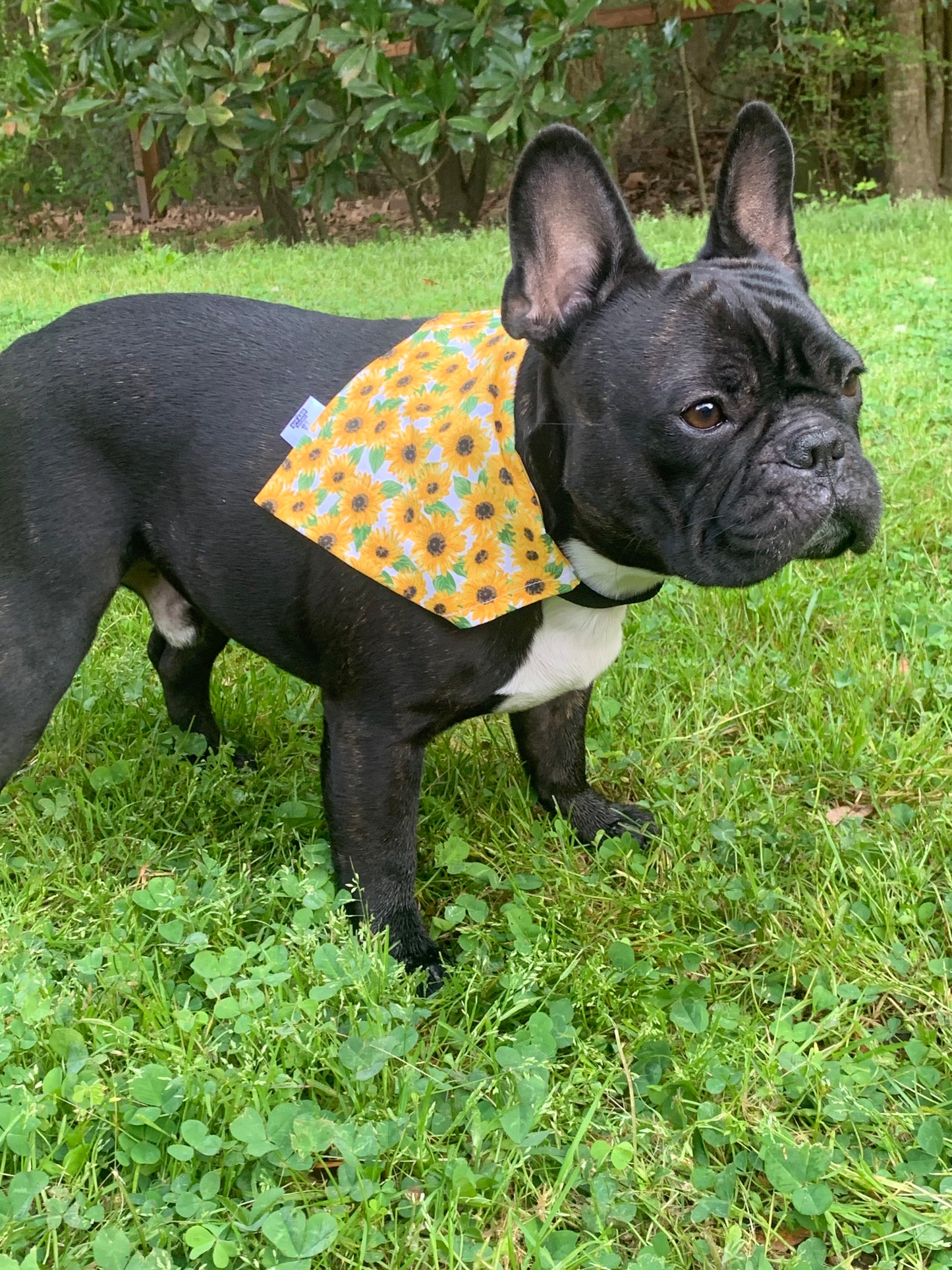 Sunflowers on White - Pet Bandana