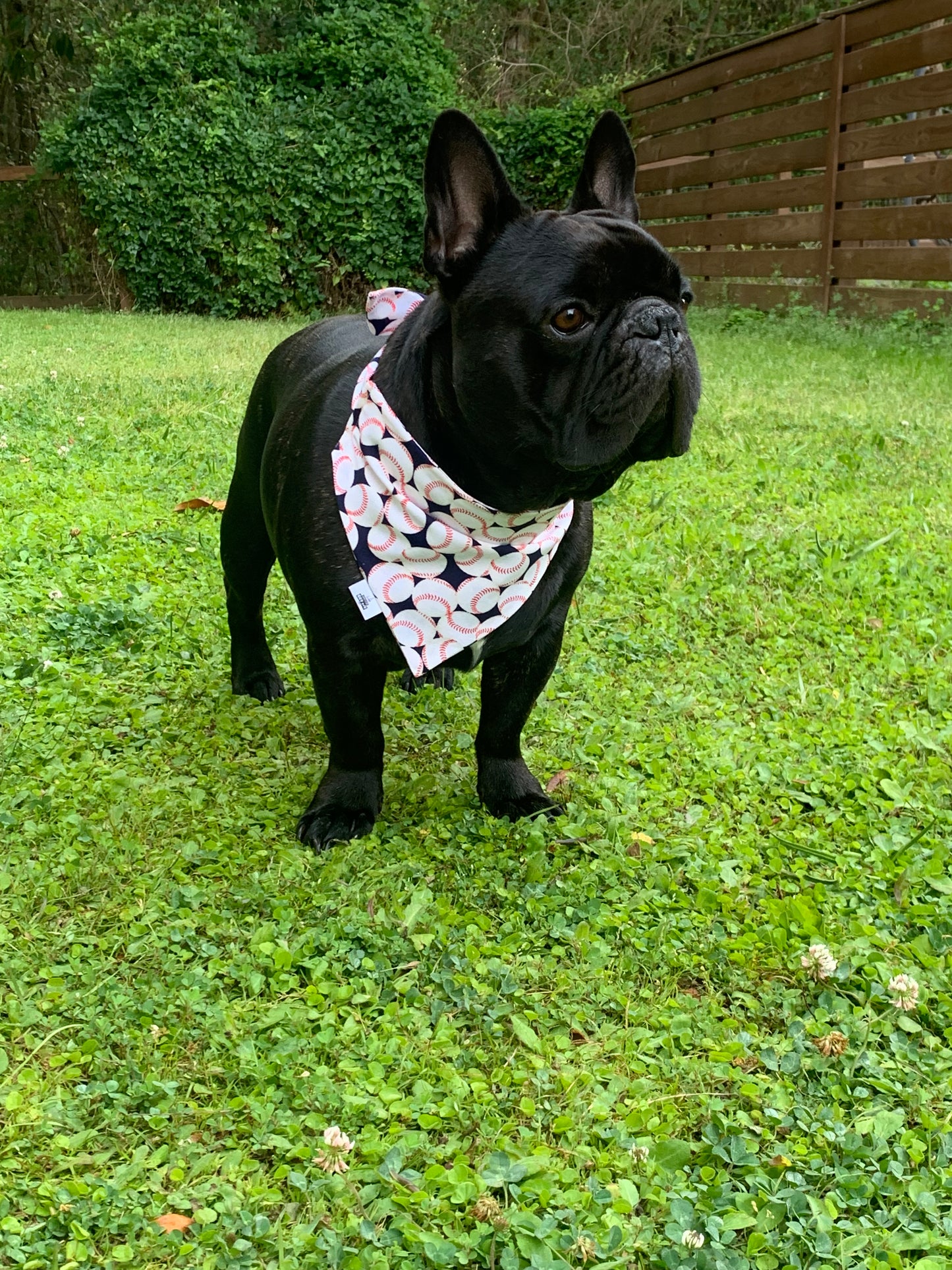 Baseballs on Navy - Pet Bandana