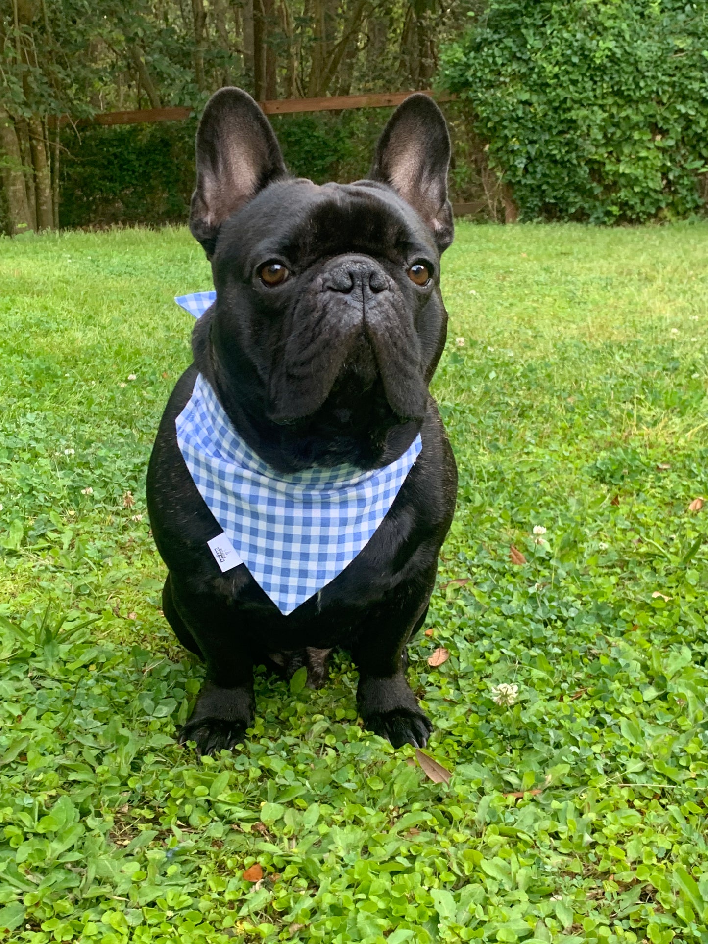 Baby Blue Gingham - Pet Bandana