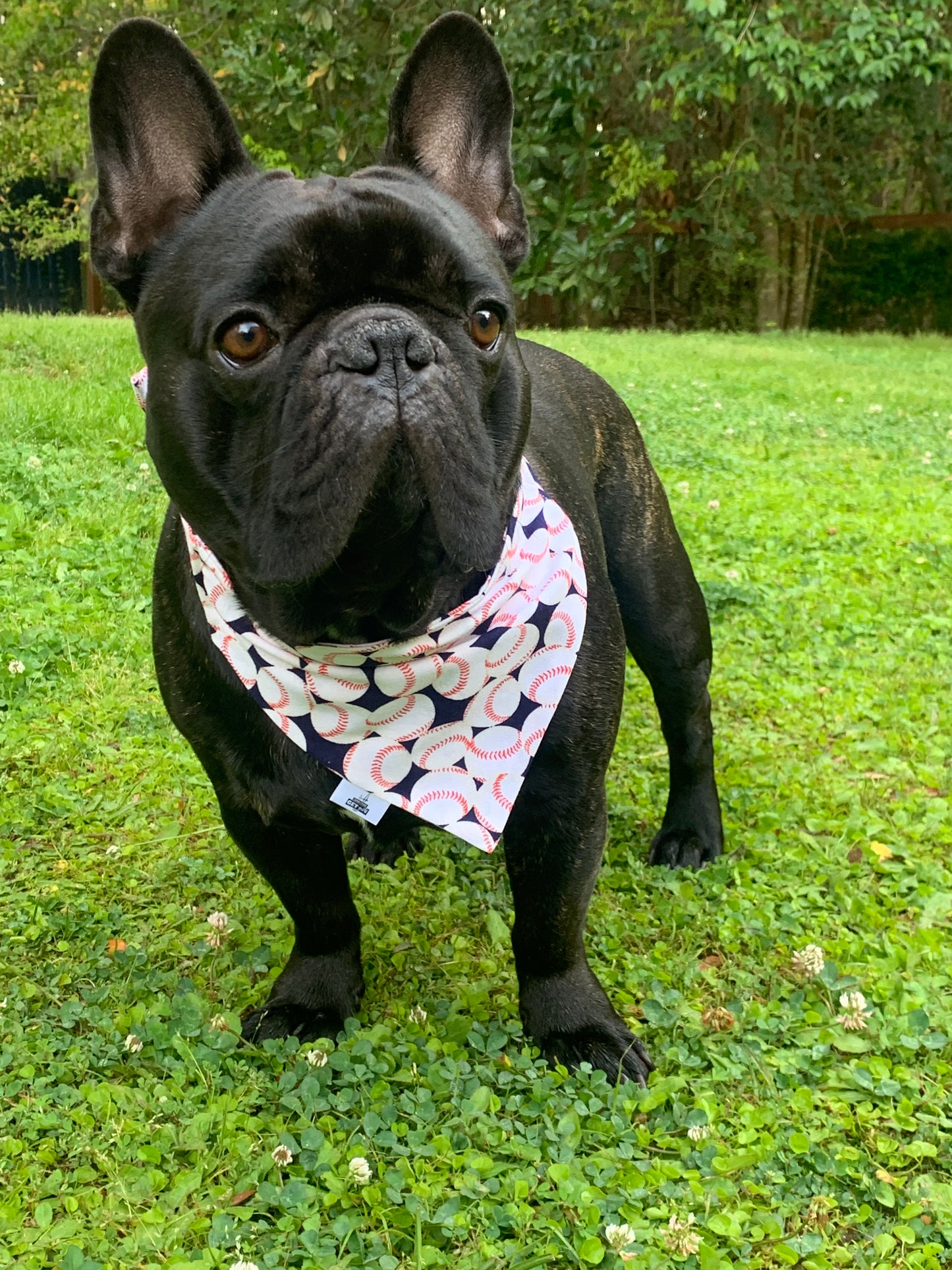 Baseballs on Navy - Pet Bandana