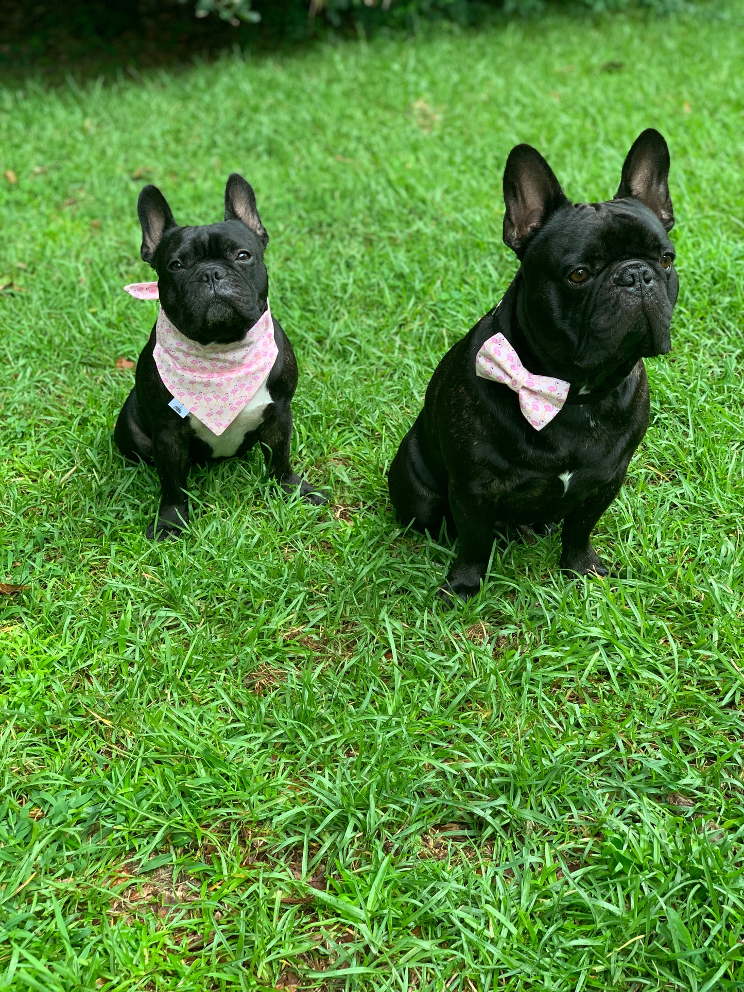 SALE - Flamingos - Pet Bandana