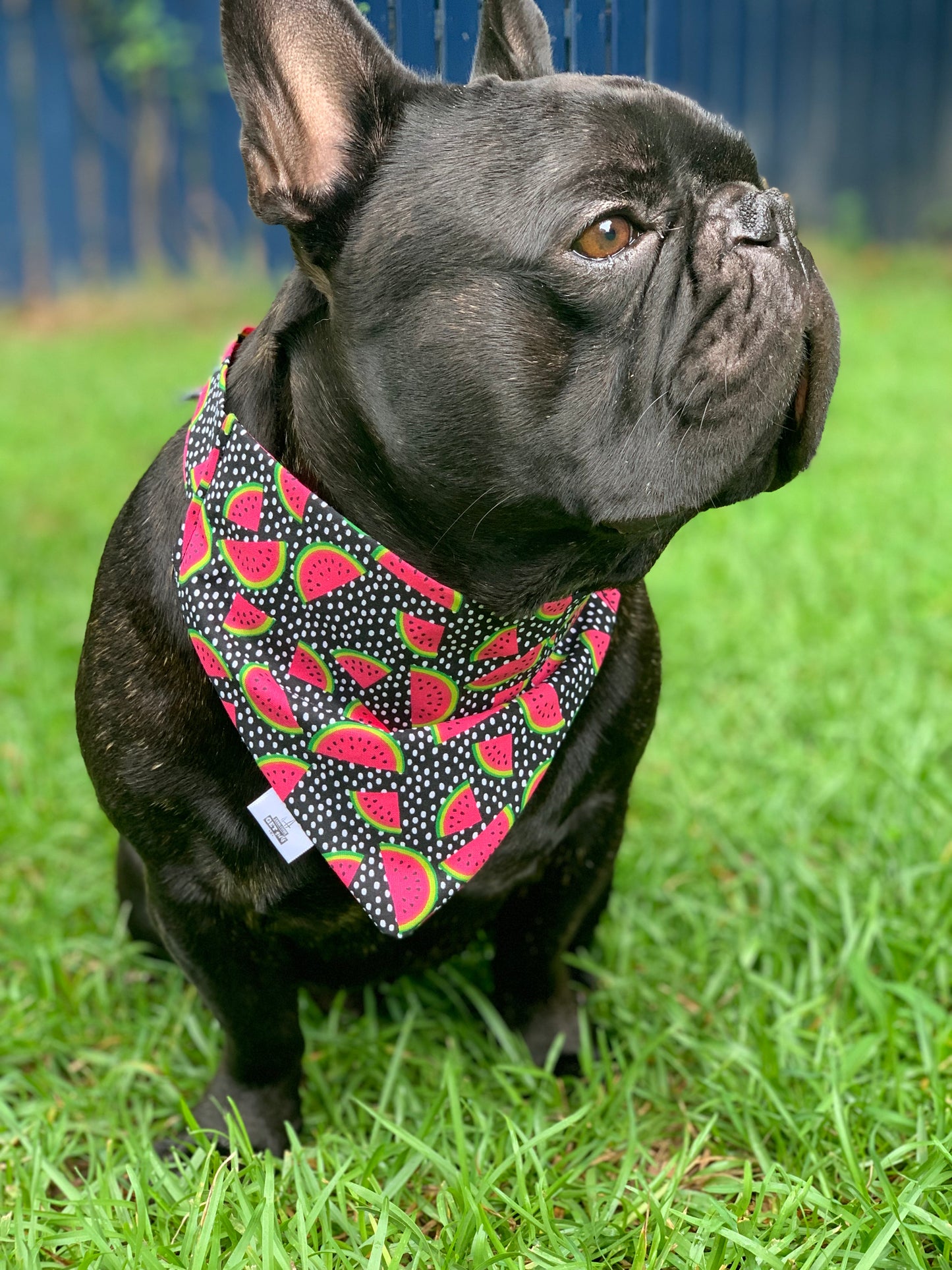SALE - Watermelons on Black - Pet Bandana