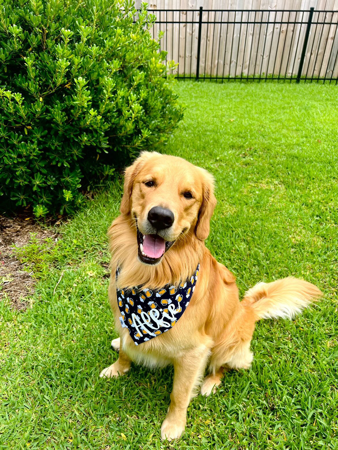 Beer Mugs on Navy - Pet Bandana