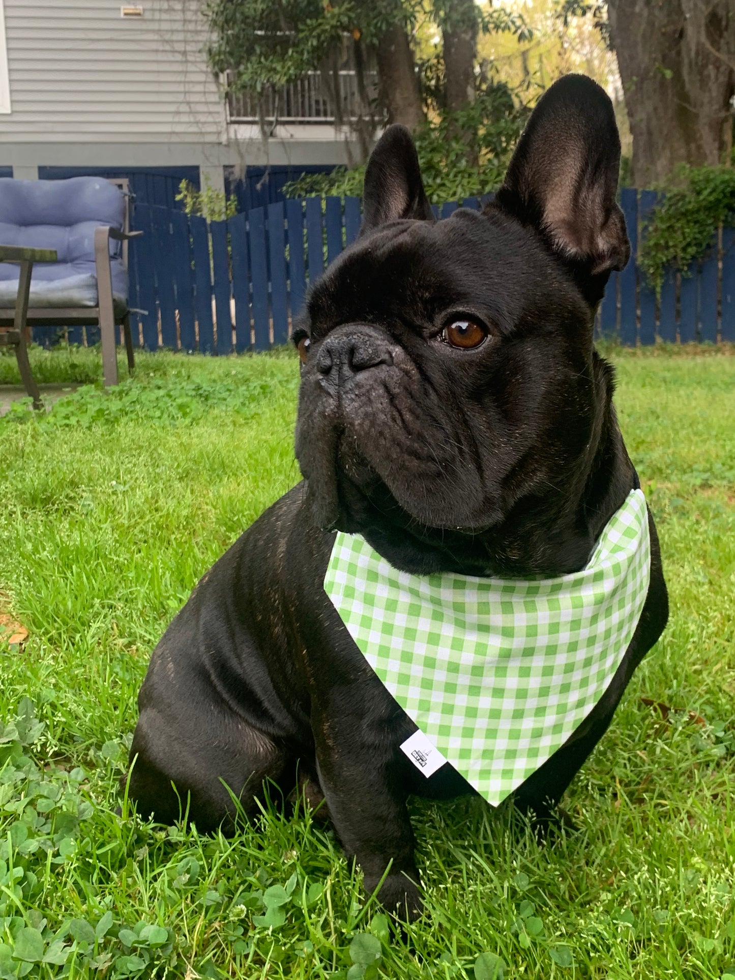 Light Green Gingham - Pet Bandana