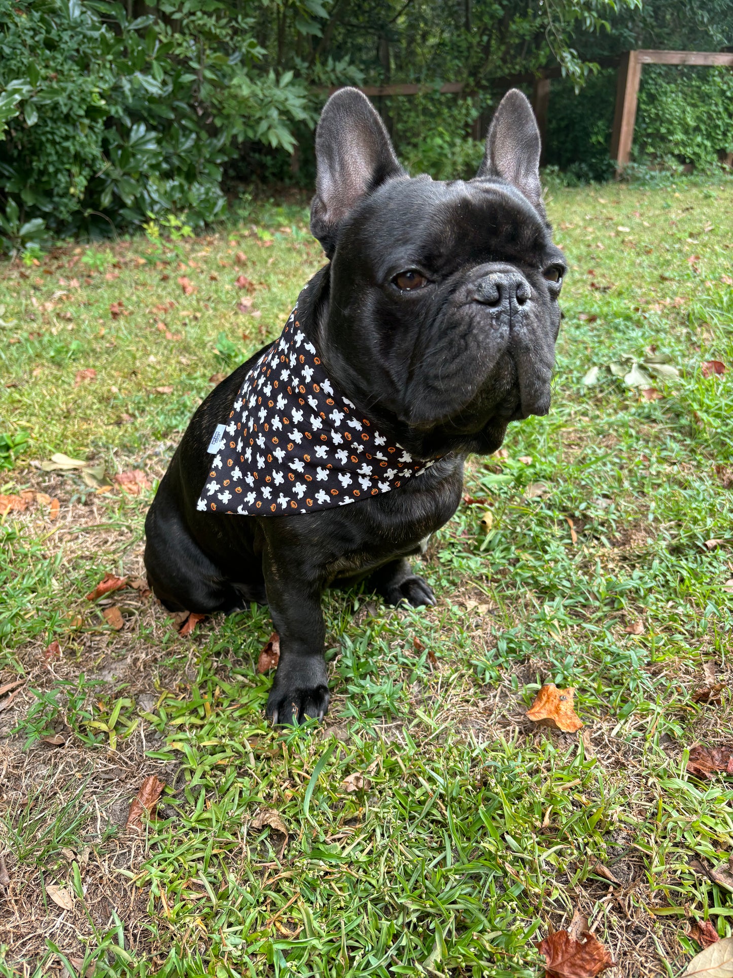 Pumpkins and Ghosts - Pet Bandana