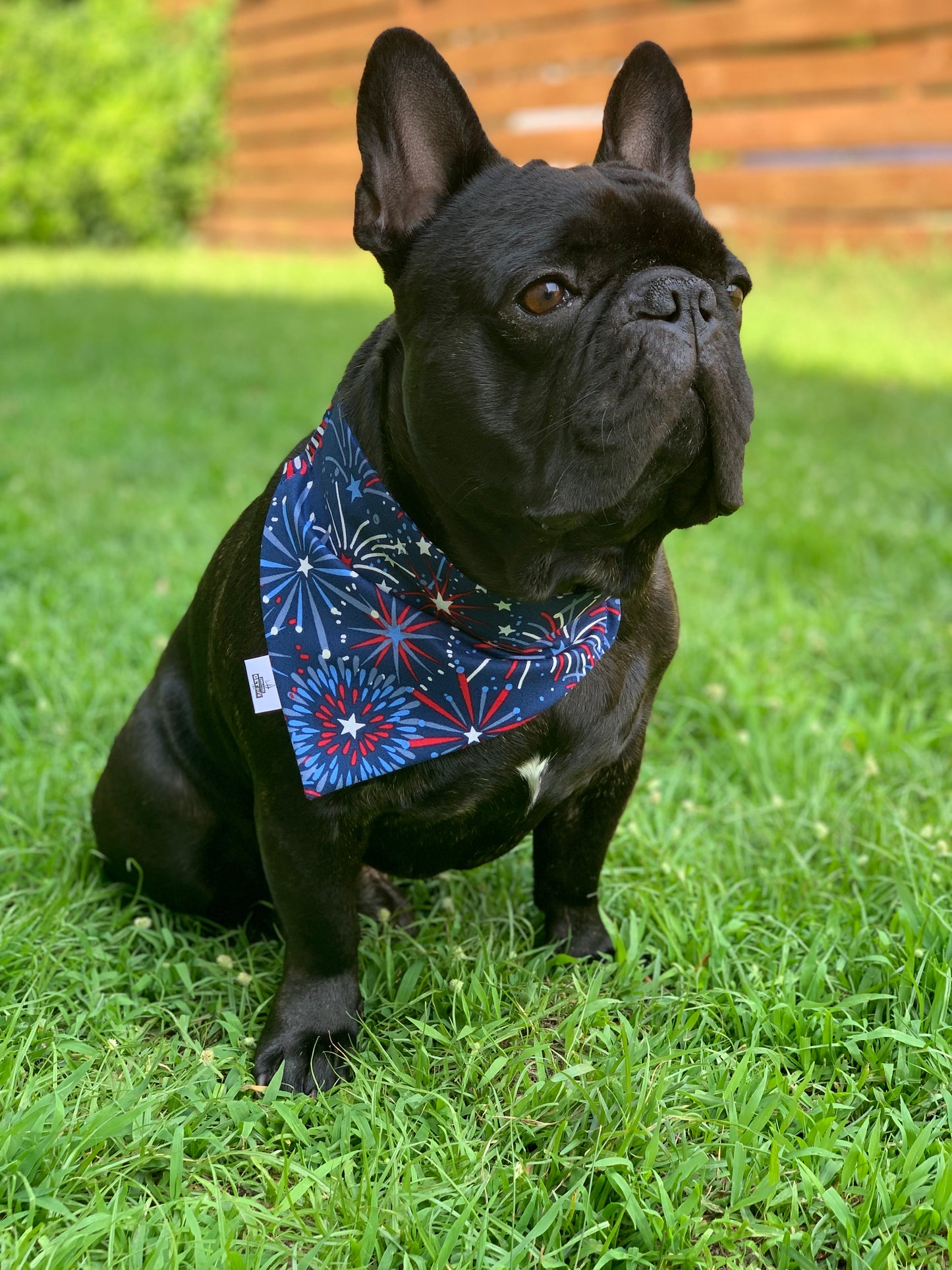 Fireworks - Pet Bandana