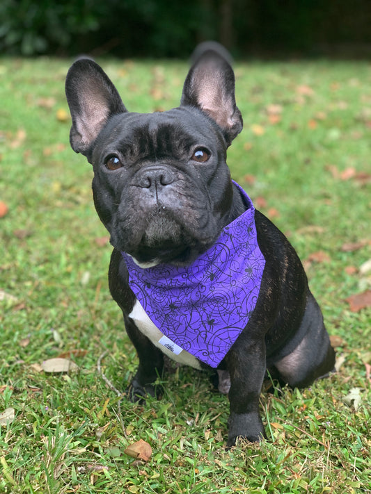 Spiderwebs on Purple - Pet Bandana
