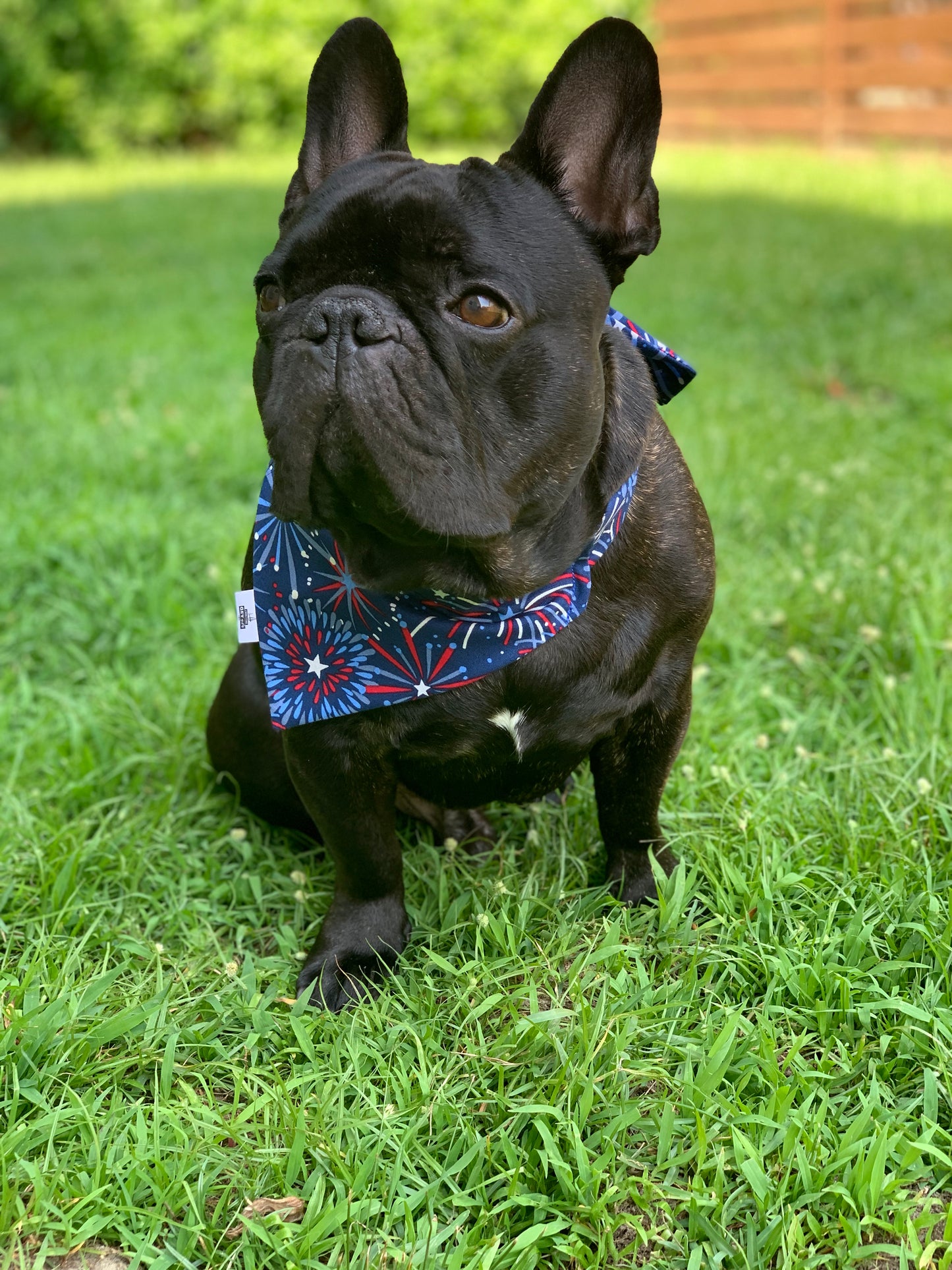 Fireworks - Pet Bandana