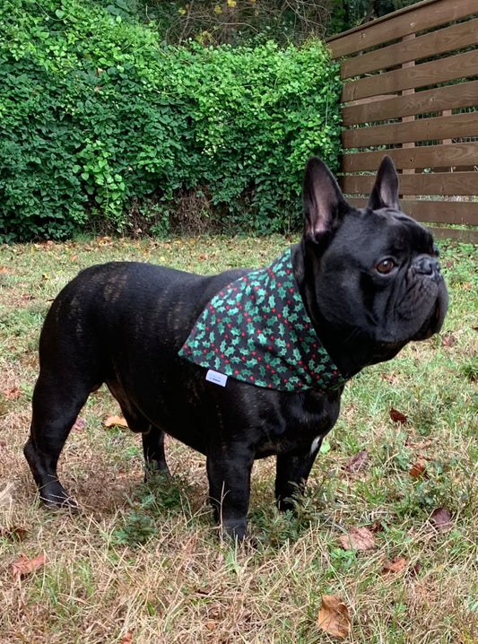 Holly on Black - Pet Bandana